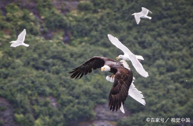 美国海鸥勇战白头海雕 欲解救被抓小伙伴